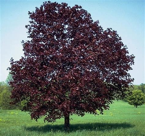 norway red maple tree